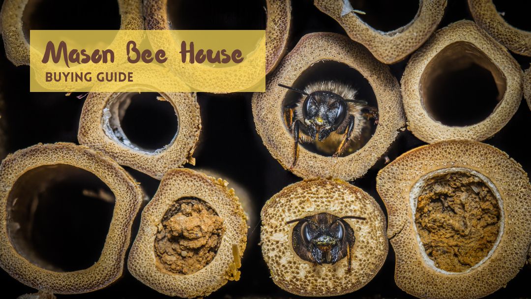 Best Mason Bee House