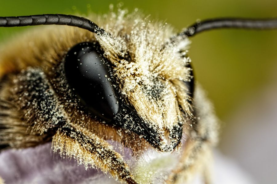 Lots of pollen on mason bee hairs