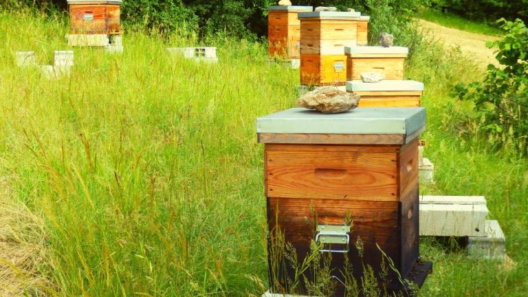 How to Set Up a Longstroth Beehive?