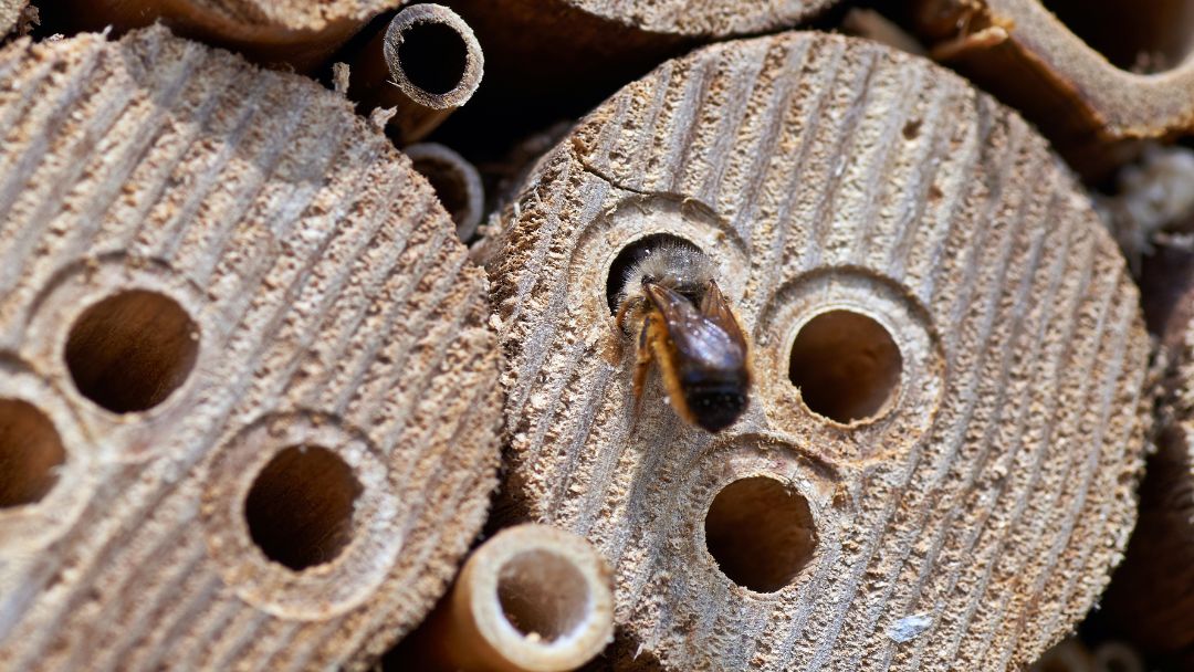 Mason Bee House Holes