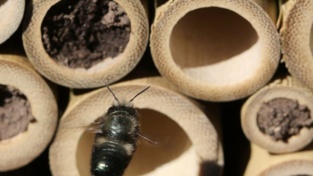 Masonry Bees Nest