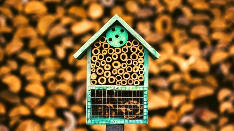 When To Put Mason Bee House Out?