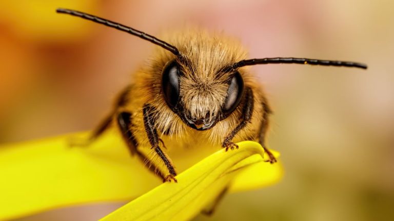 Why Are Mason Bees Called Mason Bees?