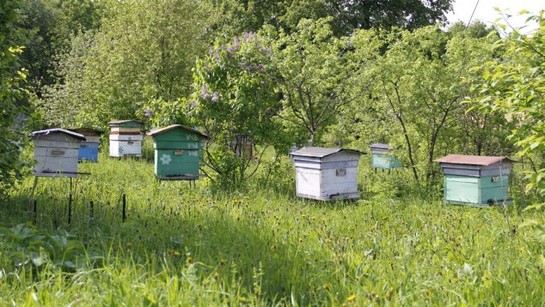 Approaching Fall And Changes in the Apiary: Transforming Your Beekeeping Strategy