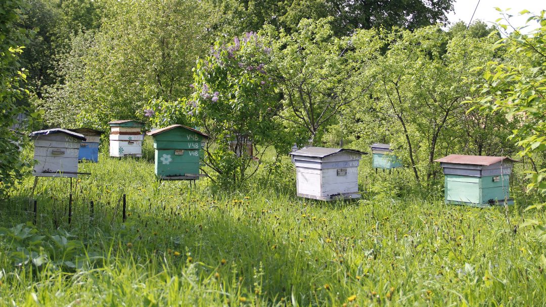 Approaching Fall And Changes in the Apiary