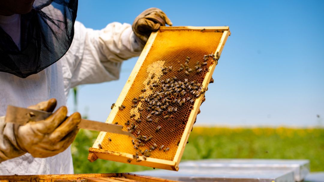 Beehive in Hot Summer