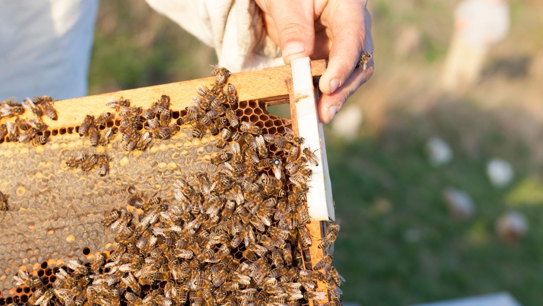 Beekeeping for Dummies