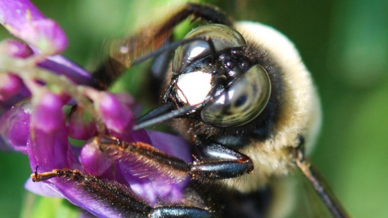 Do Bees See Colors? Unveiling the Vibrant World of Bee Vision