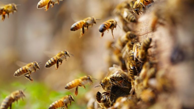 What Bees Need: Discover the Vital Requirements for Thriving Bee Colonies
