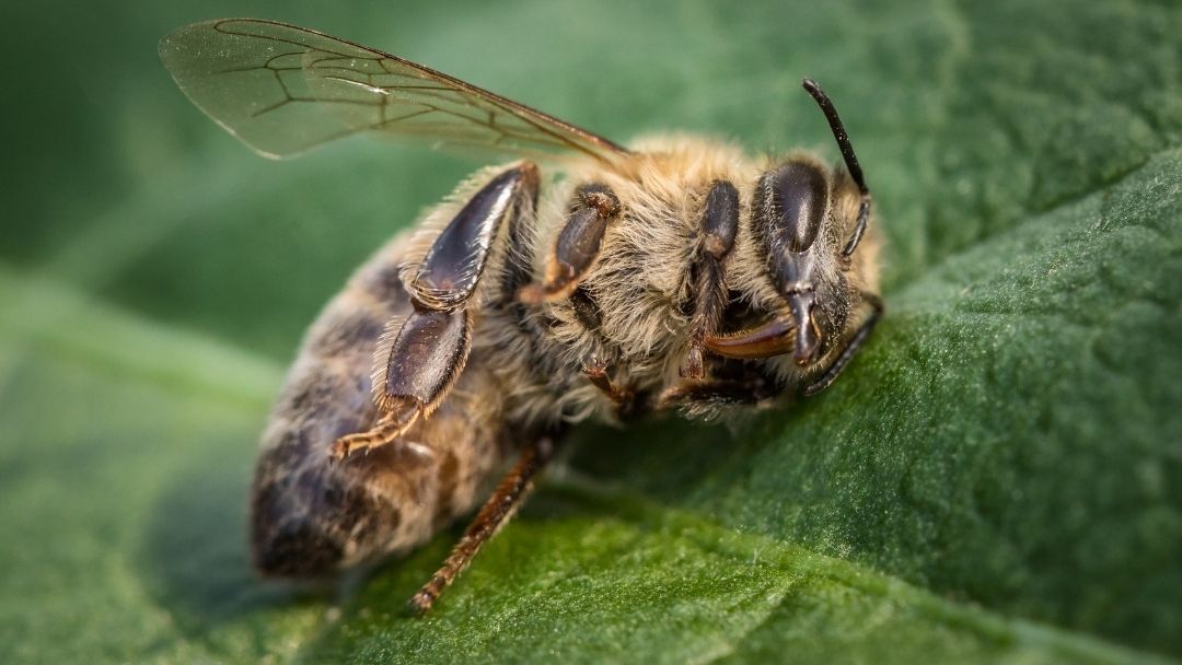 Curing Dysentery in Honey Bees