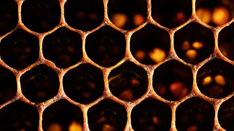 What Does Dark Honeycomb Mean? Unveiling the Mysterious Allure