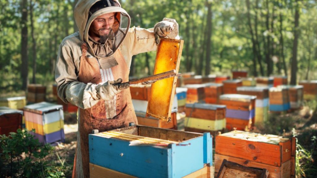 Harvesting Honey