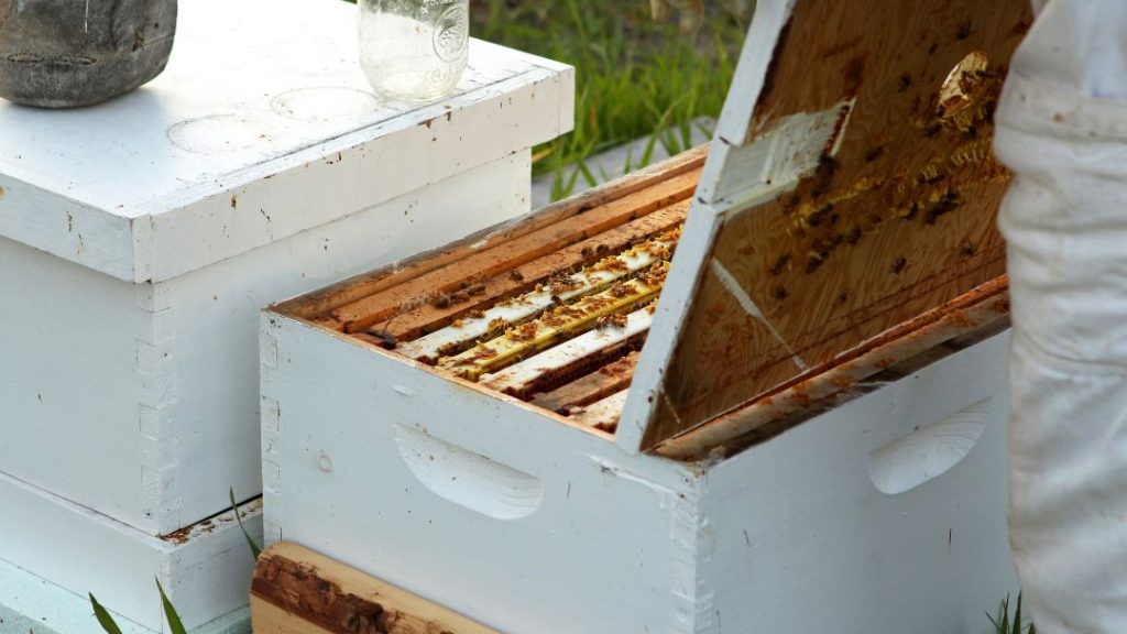 Inspecting Beehive