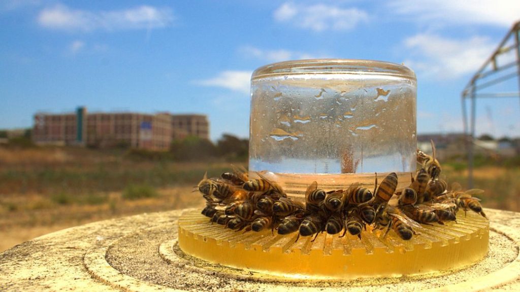 Making DIY Bee Feeder