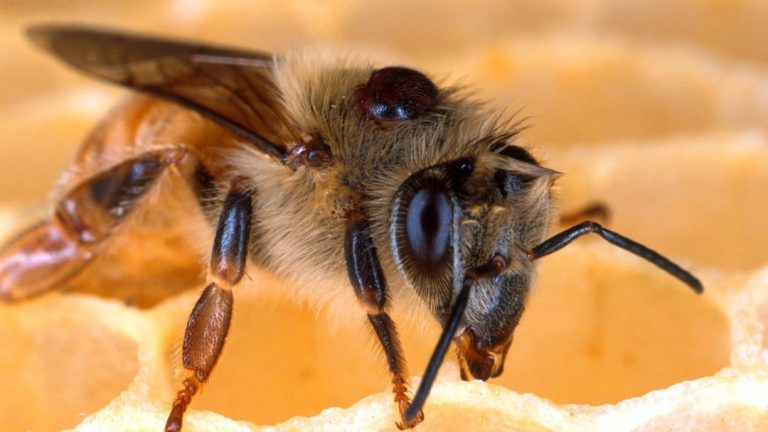 Treating Tracheal Mites in Honey Bees: Effective Strategies Revealed