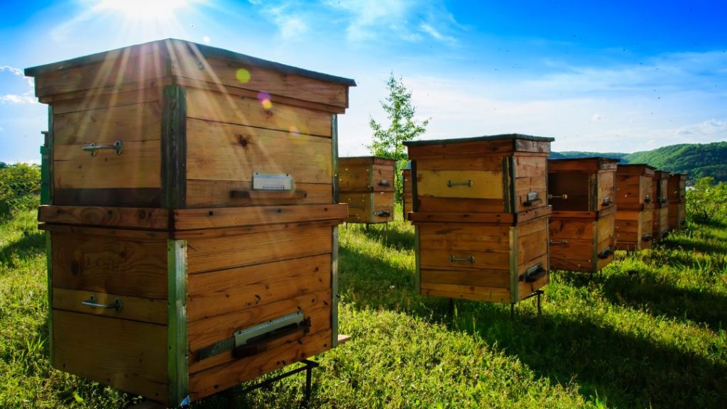 Wood for Making Bee Hives