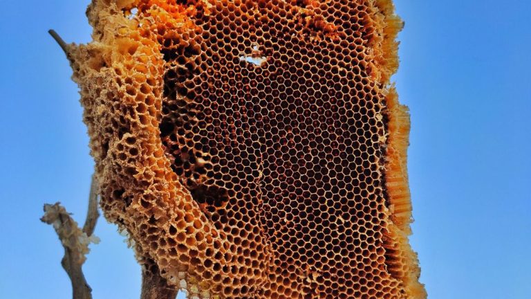 Can Bee Hives Disappear? Vanishing Act Of Bees