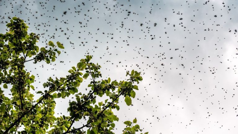 How Often Do Bee Hives Swarm? Expert Insights Revealed!