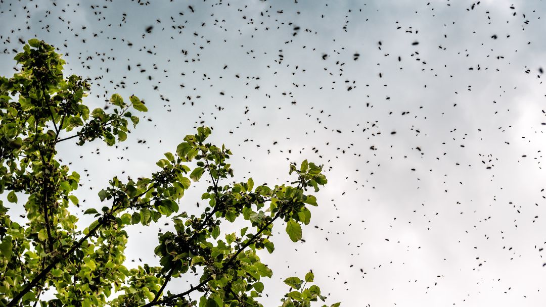 Bee Swarming