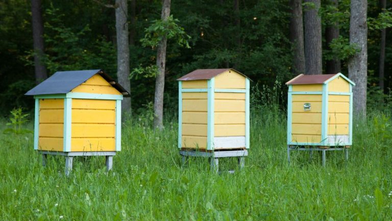 How Far Apart Should Beehives Be: Optimal Spacing for Hive Success!