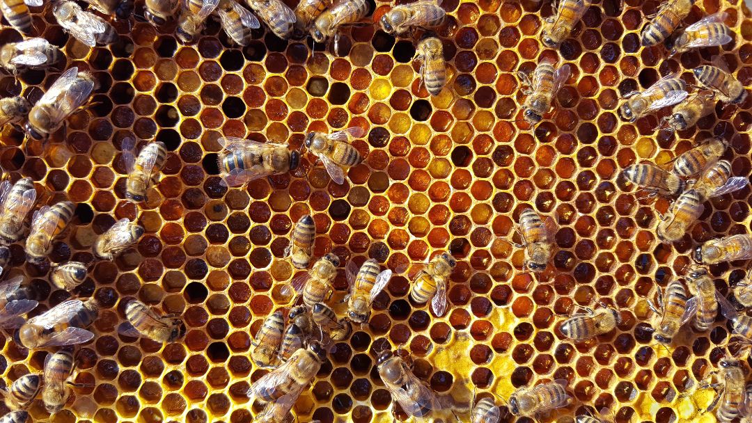 Bees Storing Honey in Beehive