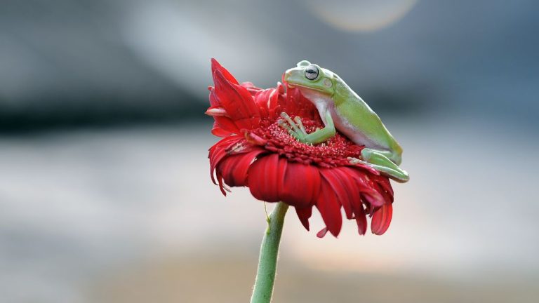 Do Frogs Eat Bees? Predatory Habits of Frogs