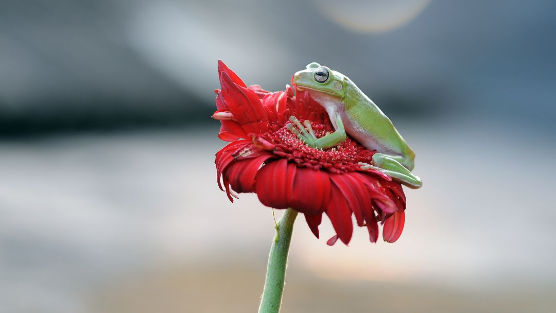 Frog Eating Bee