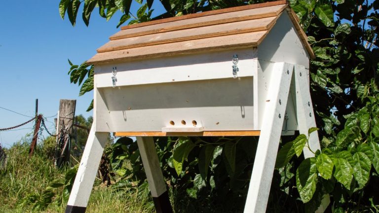 Begin Your Beekeeping Journey with Top Bar Beekeeping