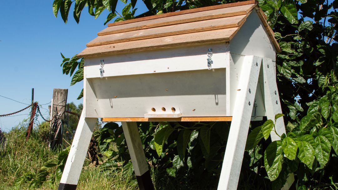 Top Bar Beekeeping For Beginners