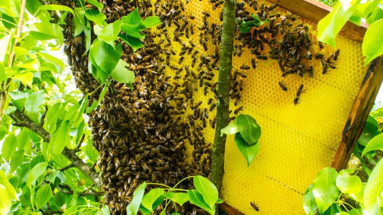 Do Bees Ever Return After Bee Removal? Discover the Truth!