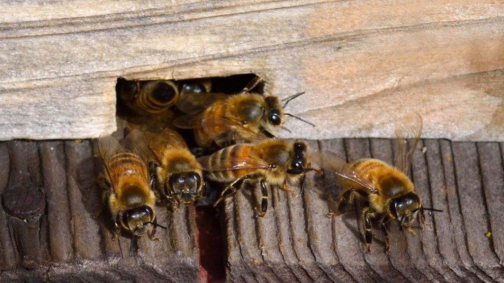 Start a Beehive Without Buying Bees