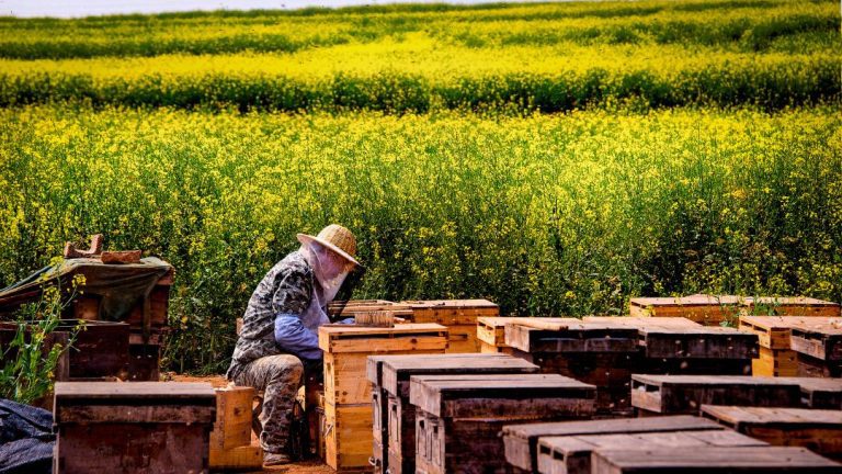 How Many Beehives Do I Need? Optimal Number for Beekeeping Success