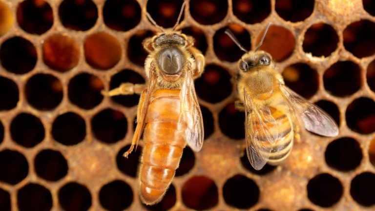 Why Do Beehives Need a Queen: essential role and significance