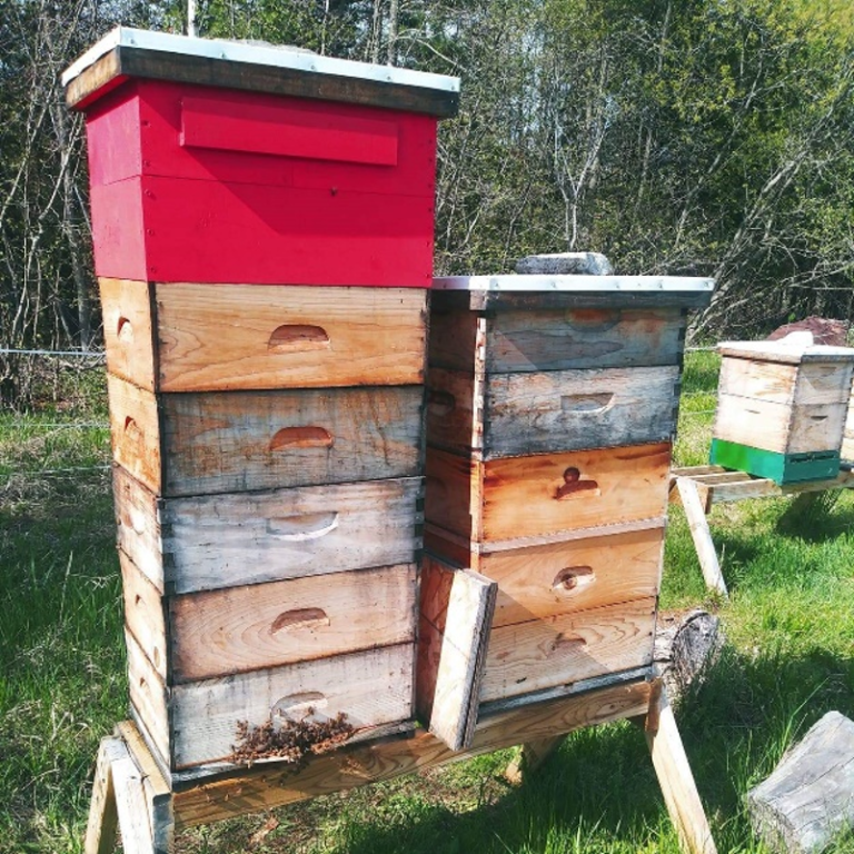 An Introduction to the Langstroth Beehive