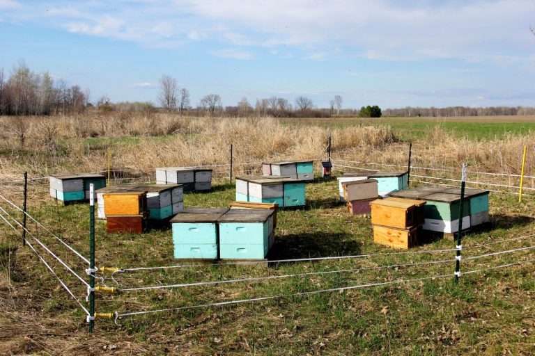 Beehive Theft Prevention And Security