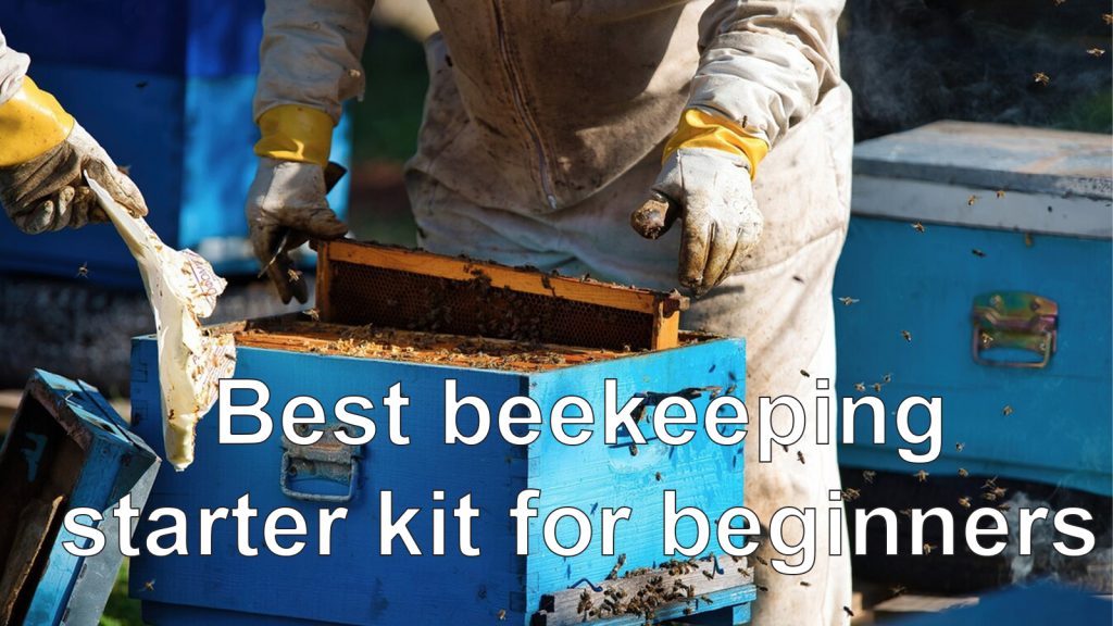 Best Beekeeping Starter Kits for Beginners (2023)