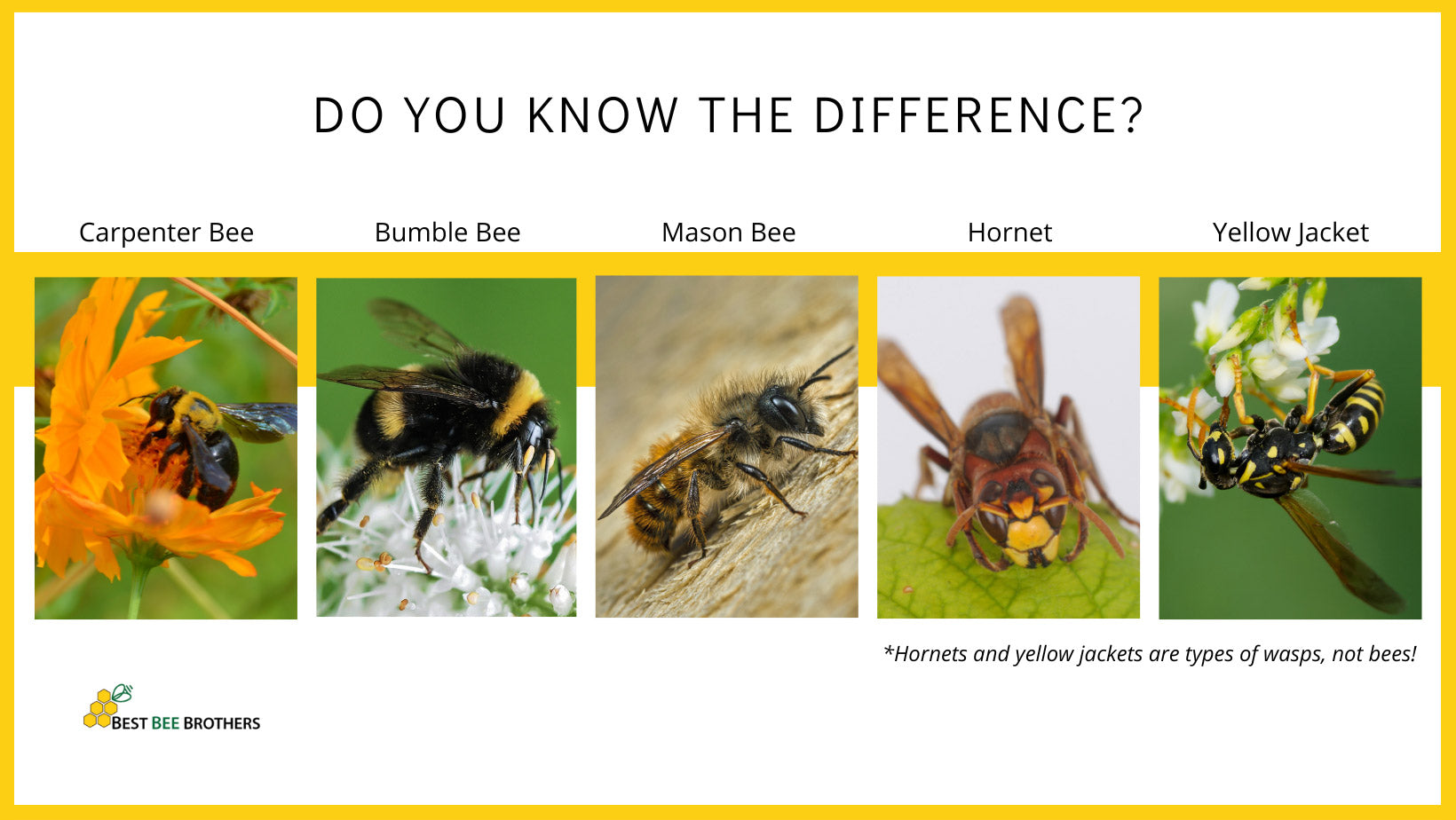 Best Mason Bee Kits With Bees (2023)