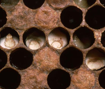 Chalkbrood Disease Treatment for Honey And Mason Bees
