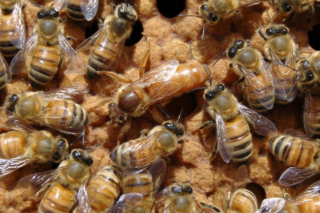 Clipping the Wings of Honeybee Queens