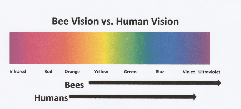 Do Bees See Colors?