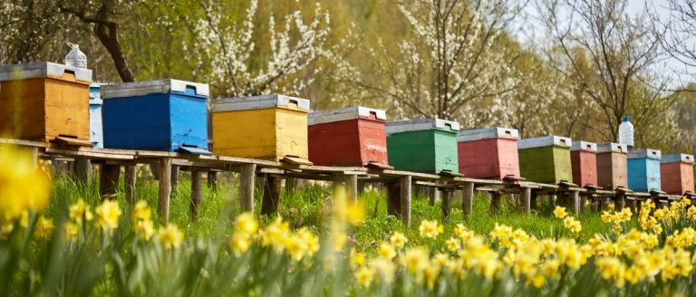 How Profitable Is Beekeeping?