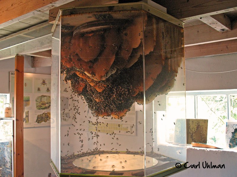 Observation Hive