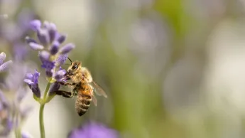 The Incredible Diversity of Bees